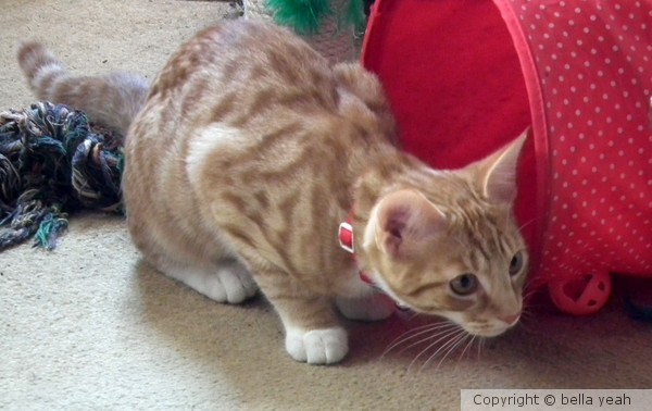 ready to pounce!