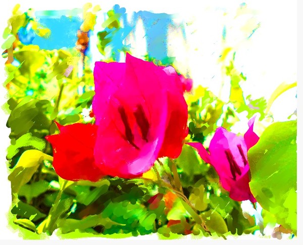 Bouganvillea