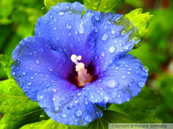 ROSE OF SHARON