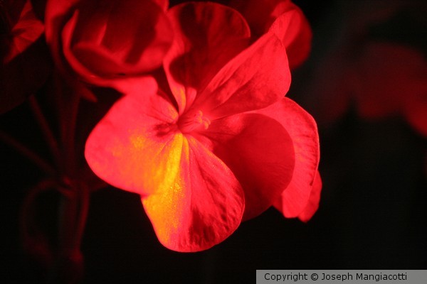 Flowers-2-with Colored Lighting