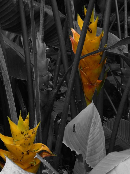 Yellow Heliconia