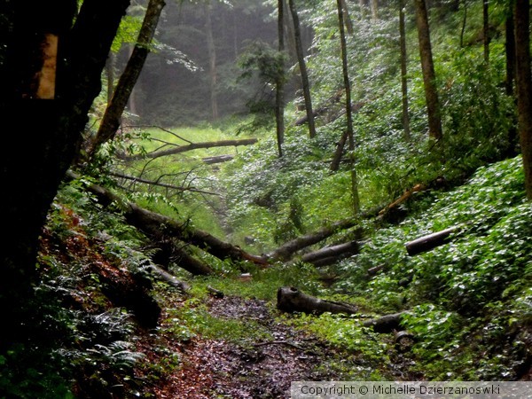 Deep in the Woods