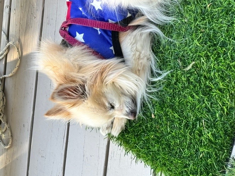 B.B. napping on the front porch :) 