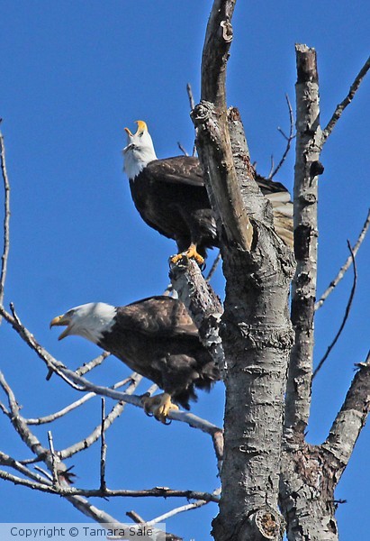 Eagles Calling