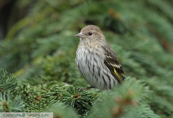 Pine Siskin