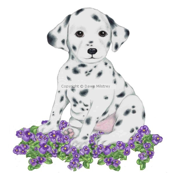 Dalmation