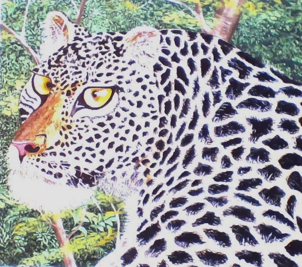 A Leopard