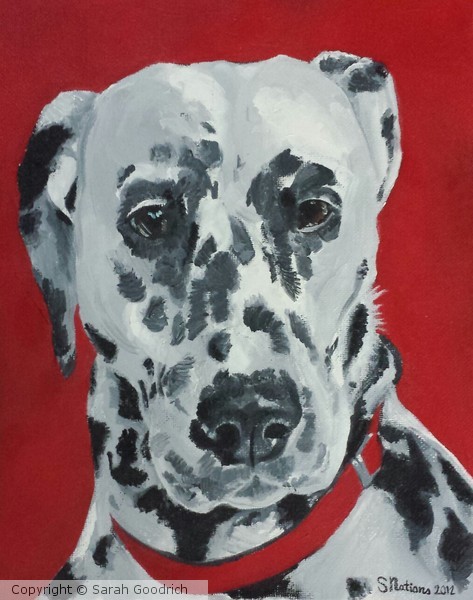 Lily the Dalmation