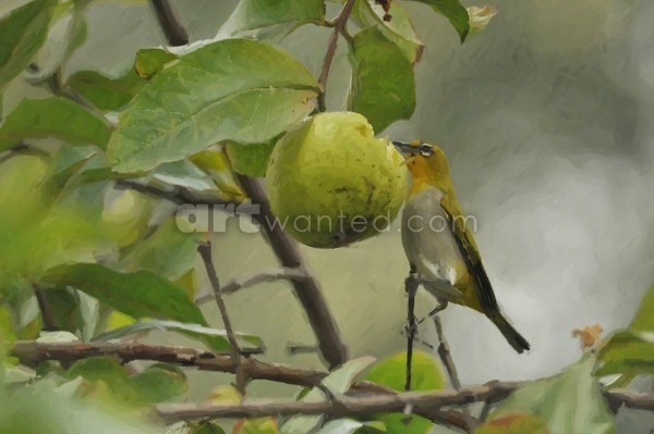WHITE- EYE  2