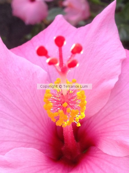 Hibiscus Rising