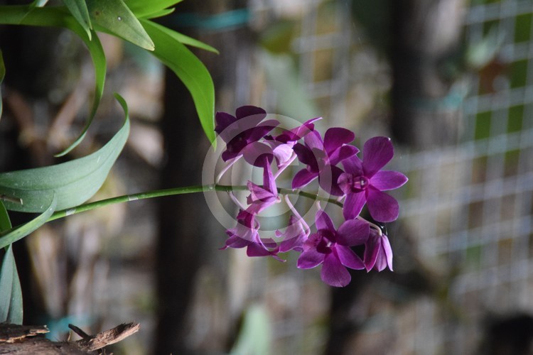 Malaysian Flowers