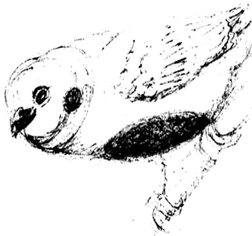 Multicolored Tanager Sketch
