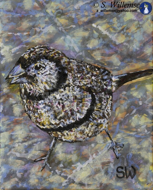 Double-barred finch