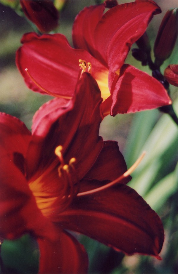 two close-up
