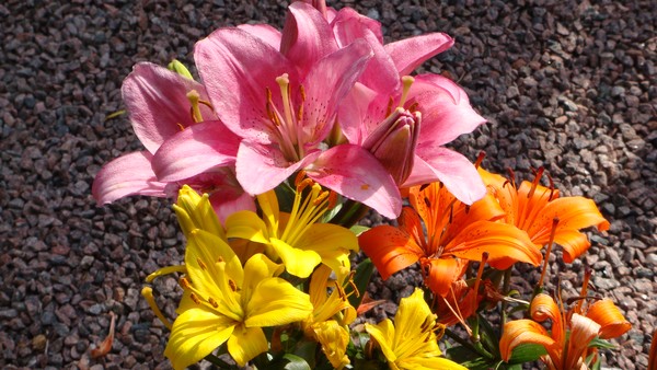 strongly scenting french lillys 
