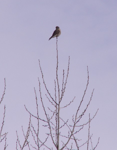 Rogers Raptor