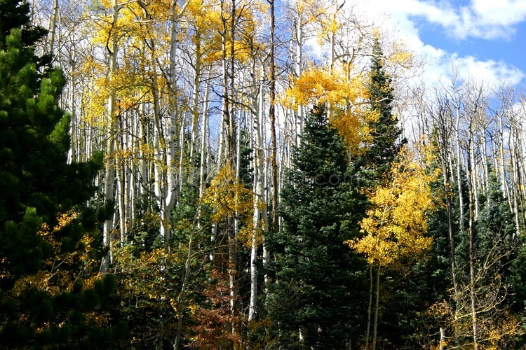 Aspen leaf