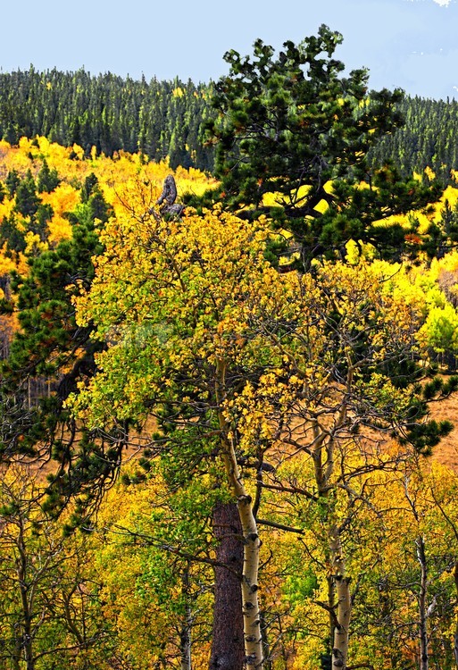 Aspen & Pine oh my