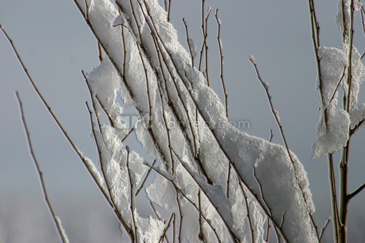 Frosty fingers