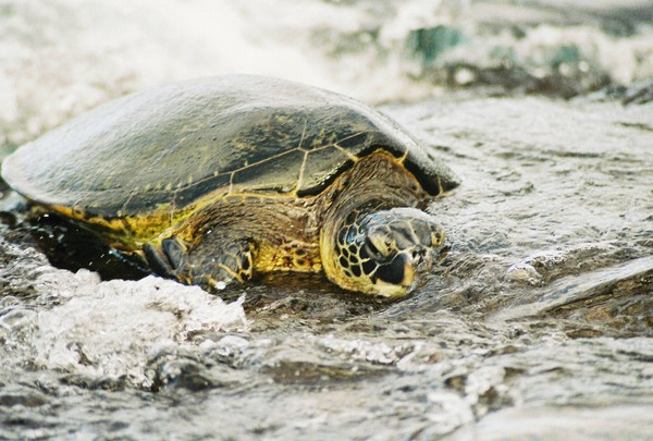 Turtle #2