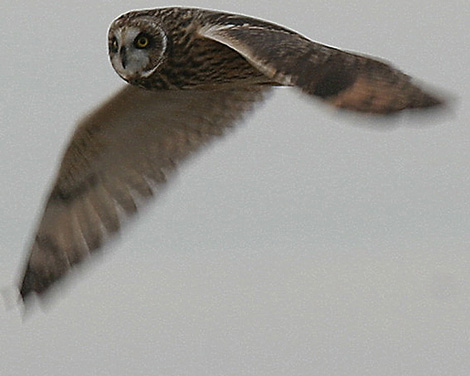 Short Eared Owl