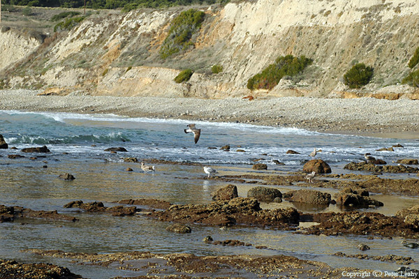 California Beach Scene