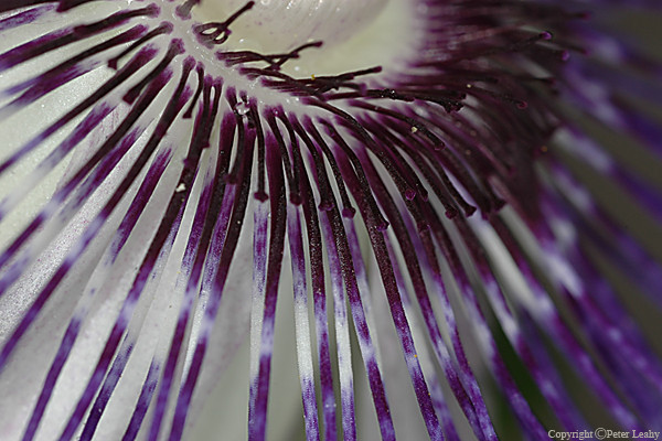 Passionflower