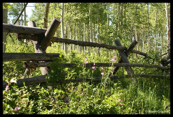 Forest Fence