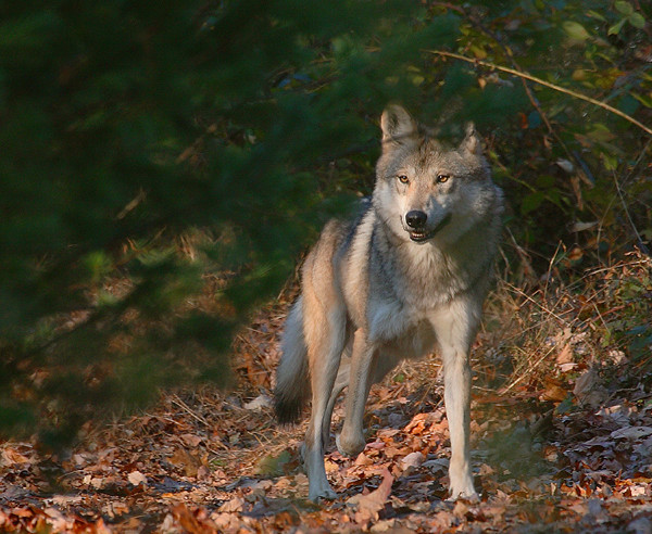 Mexican Wolf