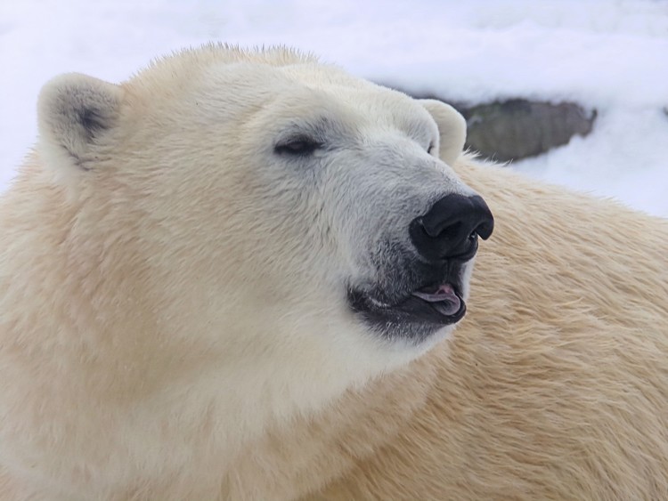 Mamma Bear