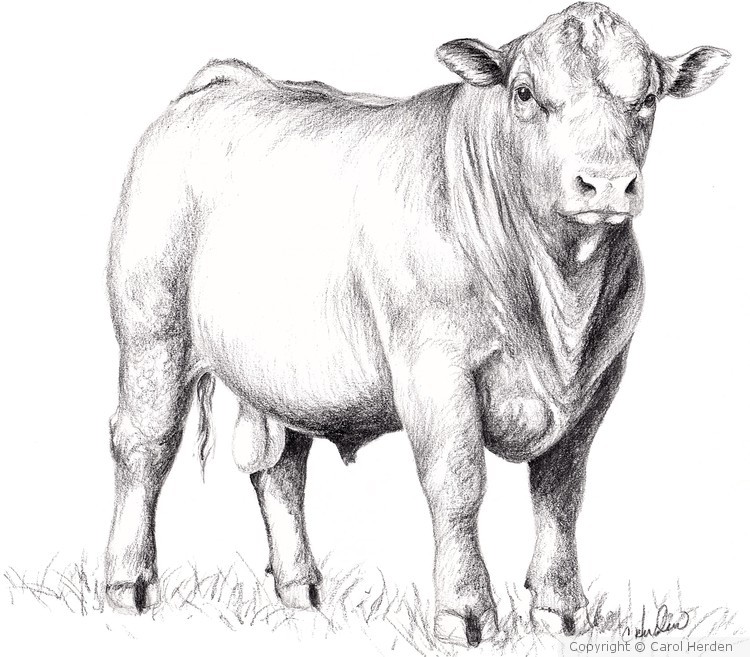 Beef Bull 
