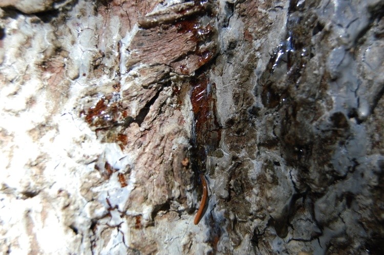 Bark