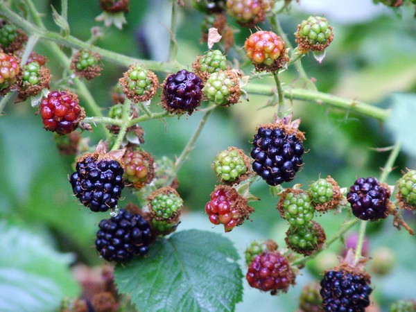 BLACK BERRIES DAYS OF AUGUST