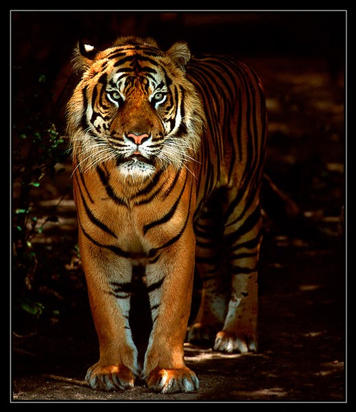 Sumatran Tiger