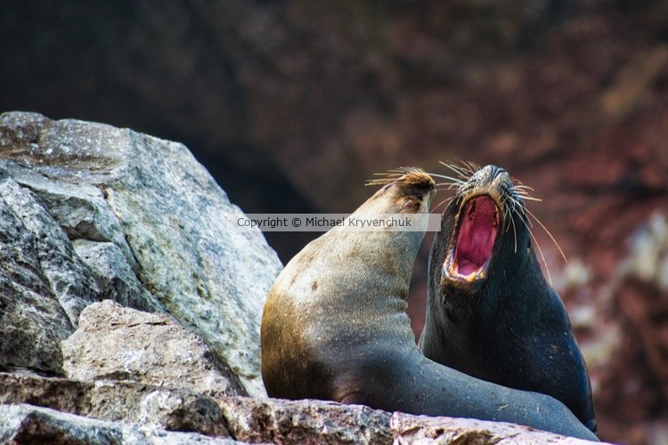 Feisty Sea Lions