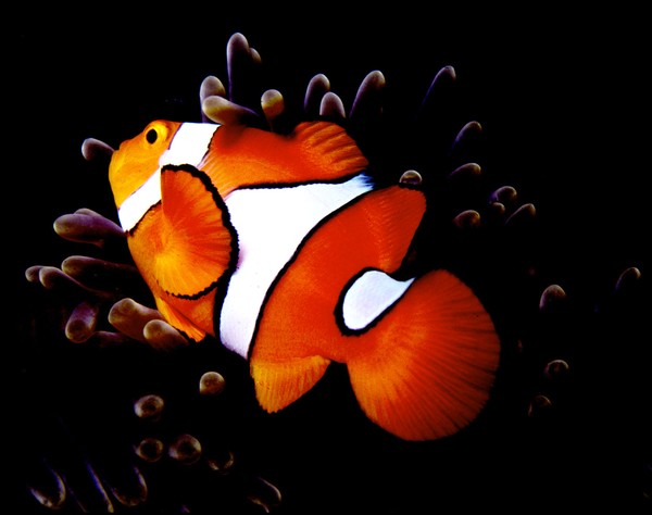 NEMO