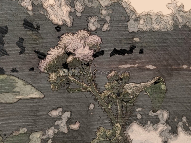 Flower in a pond
