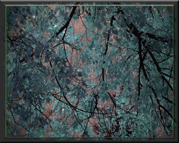 Branches