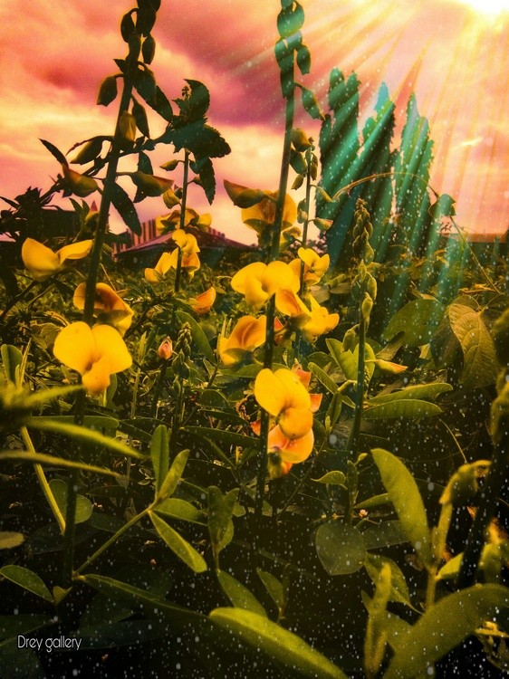 Sunlight in a sunny flower