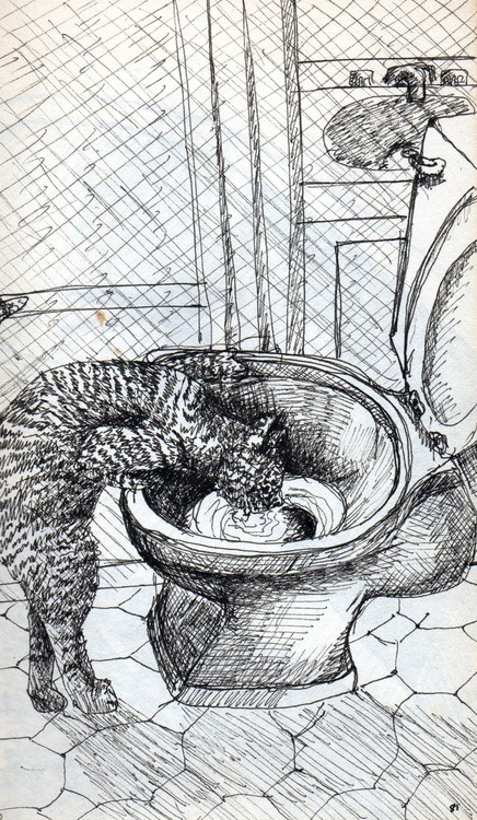 cat drinks