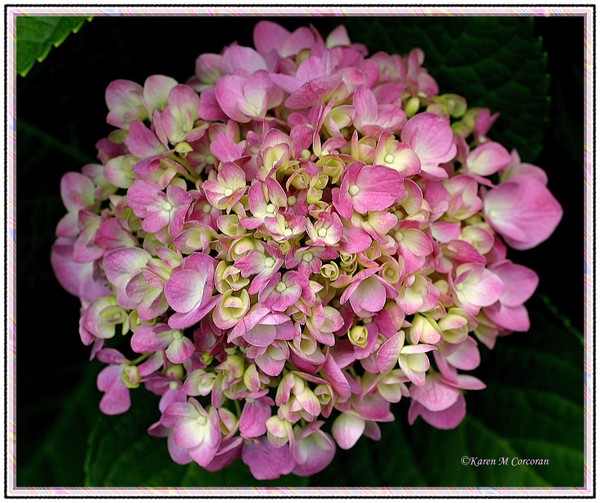 Pink & White Hydrangea