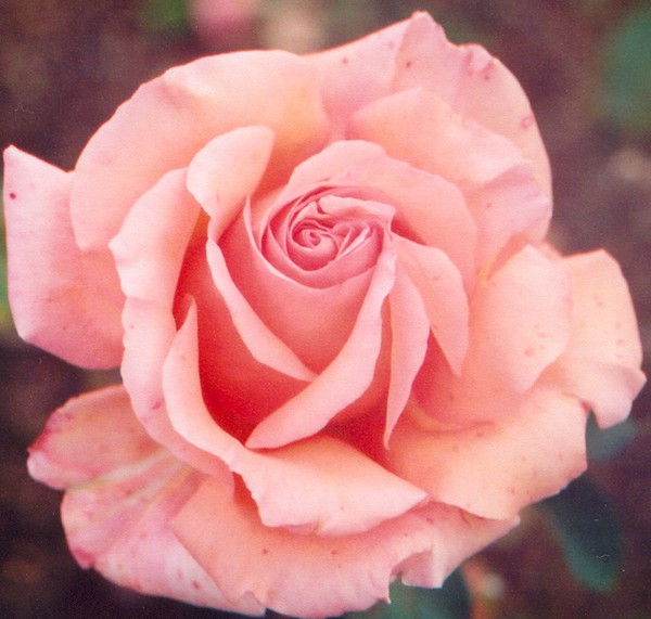 Rosey sweet
