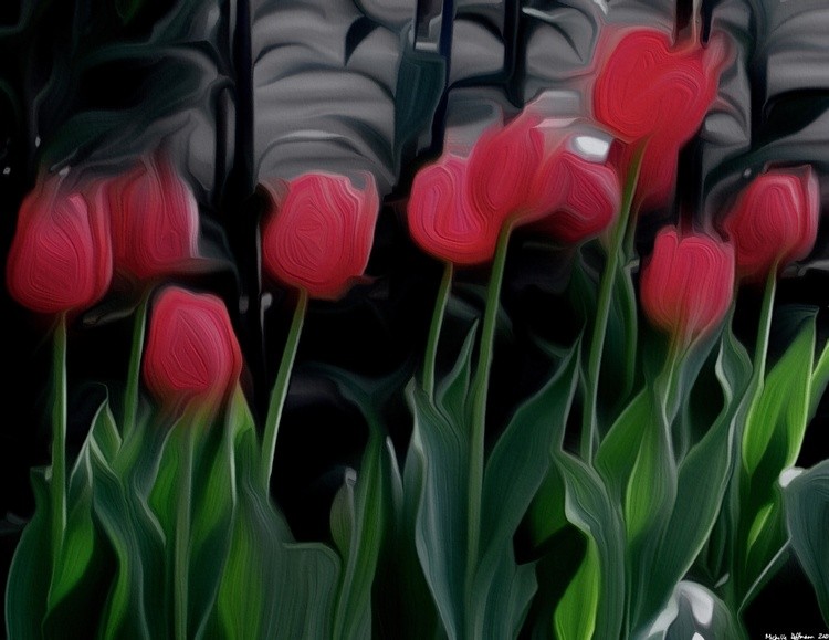 tulips
