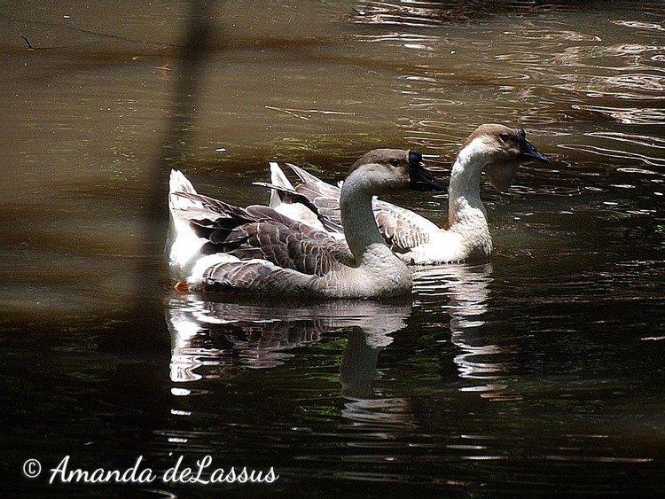 Grace In Contrasts