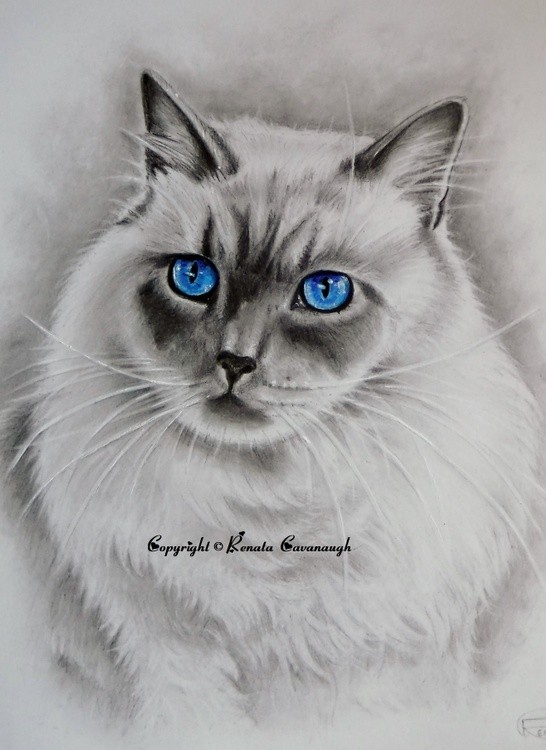 Scout the ragdoll