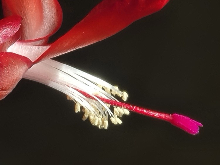 Christmas cactus another view
