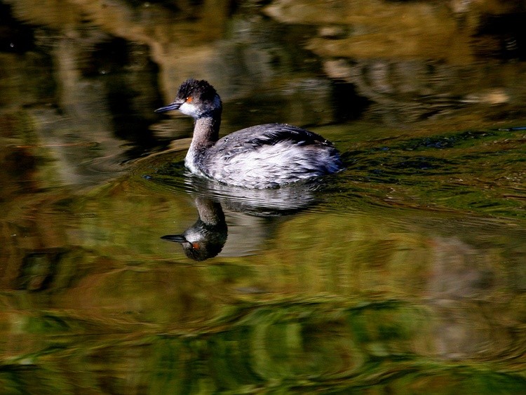 Grebe