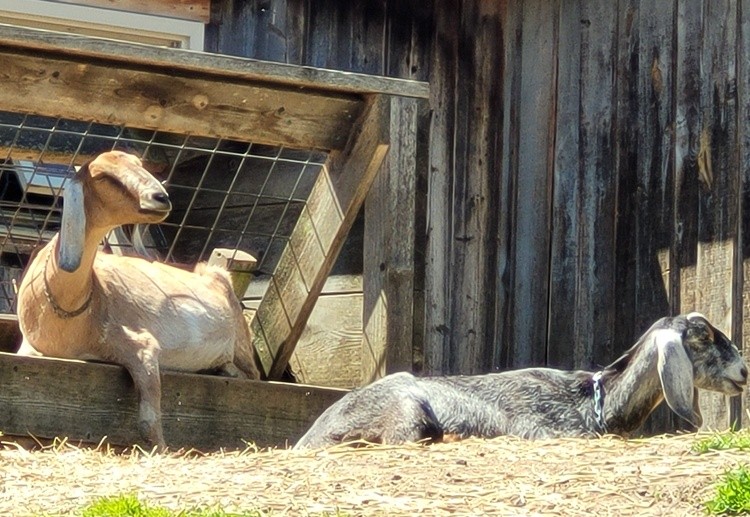 Goats in High Park