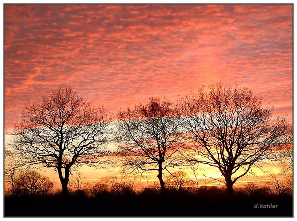 Three Oaks