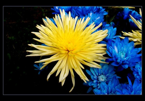 THE SUN BLUE... THE SUN BLUE 